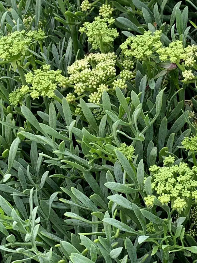 Rock Samphire (Crithmum maritimum)