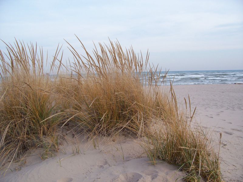 Beach Grass Waves