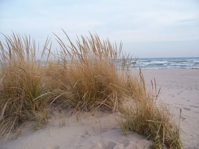 Beach Grass Waves