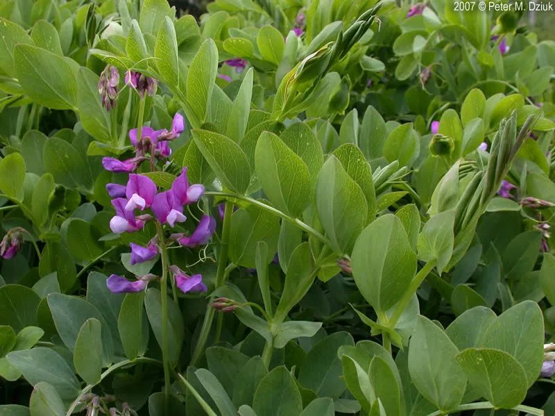 Beach Pea (Lathyrus japonicus)