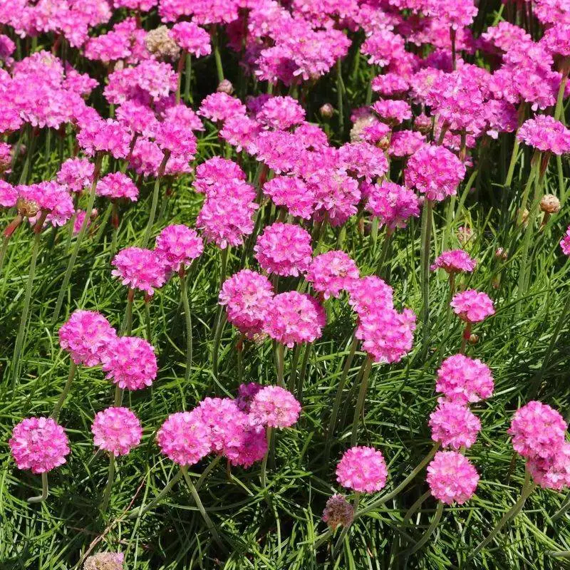Sea Thrift (Armeria maritima)