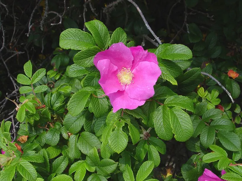 Beach Rose