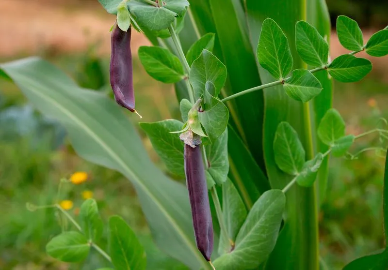 Beans and Corn