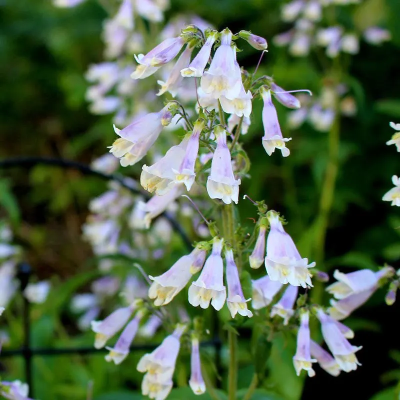 Beardtongue
