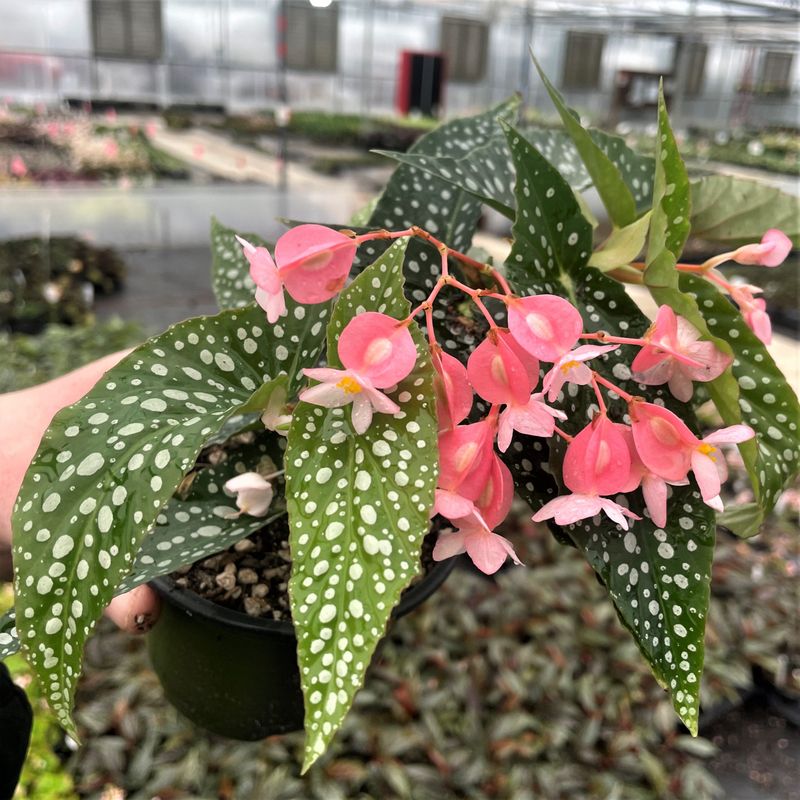 Cane Begonia