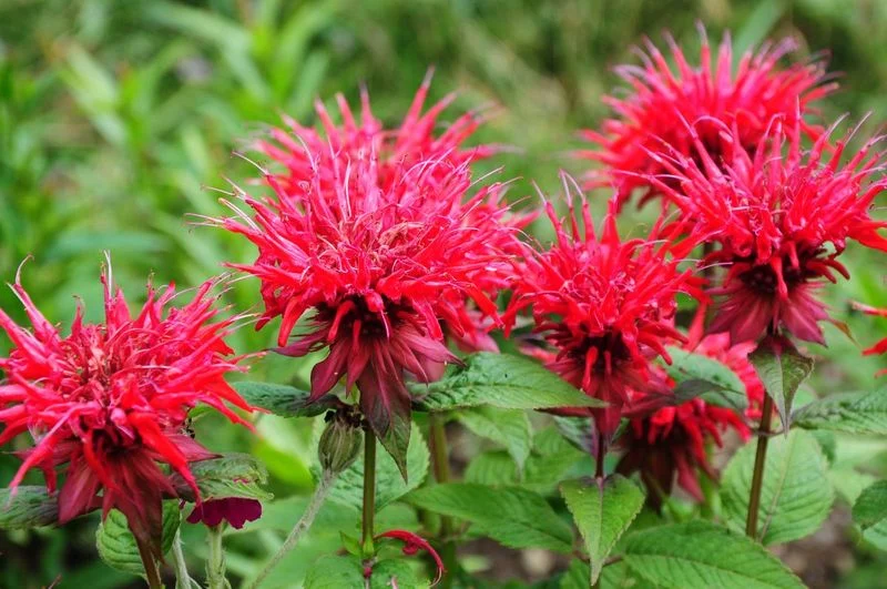 Bee Balm