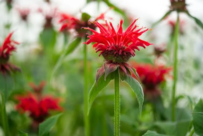 Bee Balm