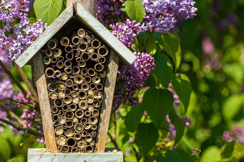 Bee Hotels