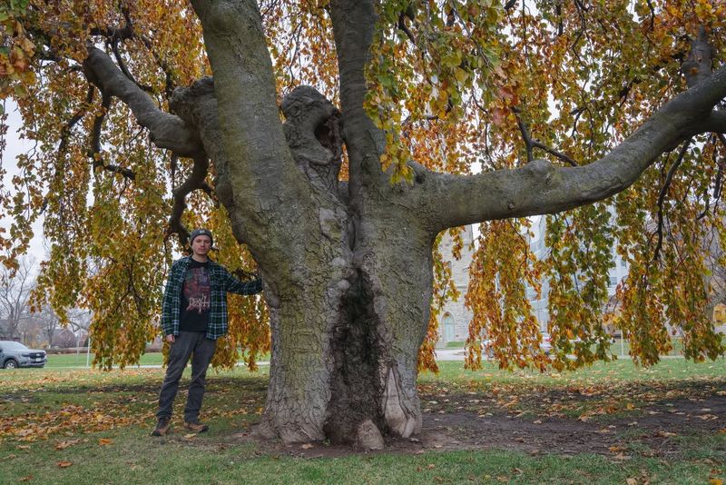 Beech Tree
