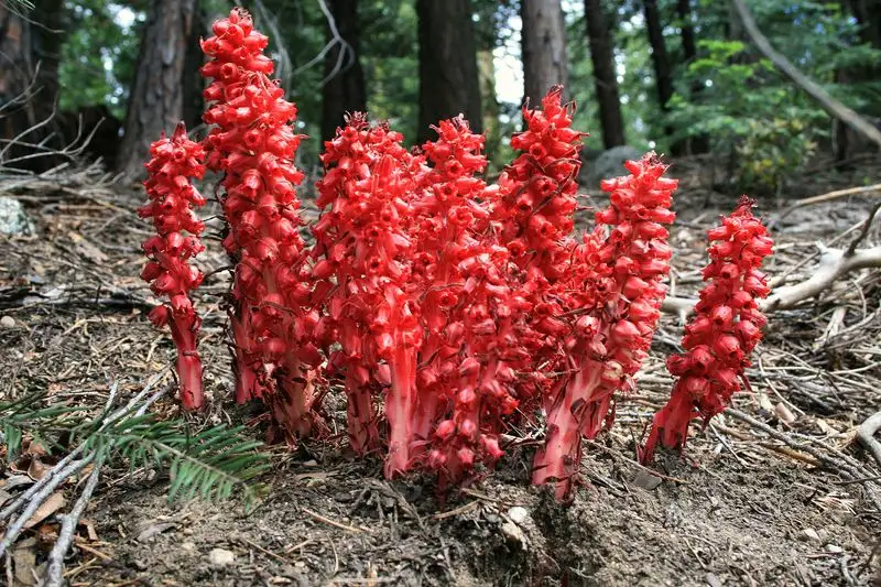 Snow Plant