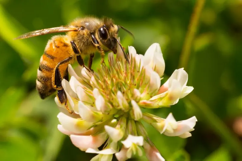 Bees