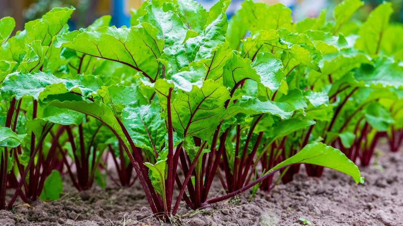 Beet Greens