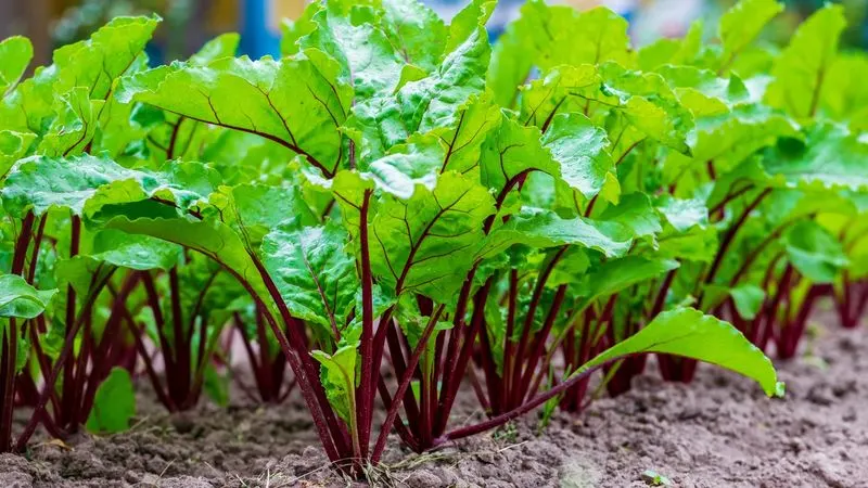 Beet Greens