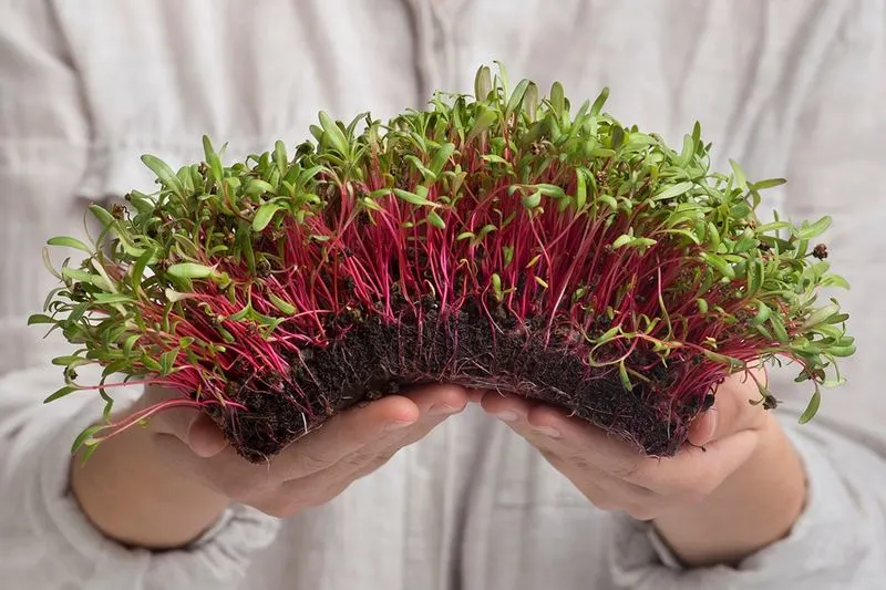 Beet Microgreens