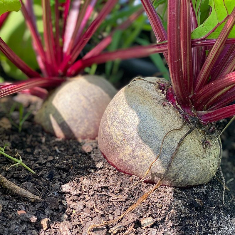Beetroot