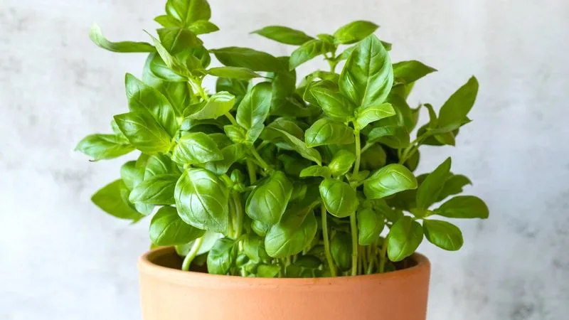 Herbs (Basil)