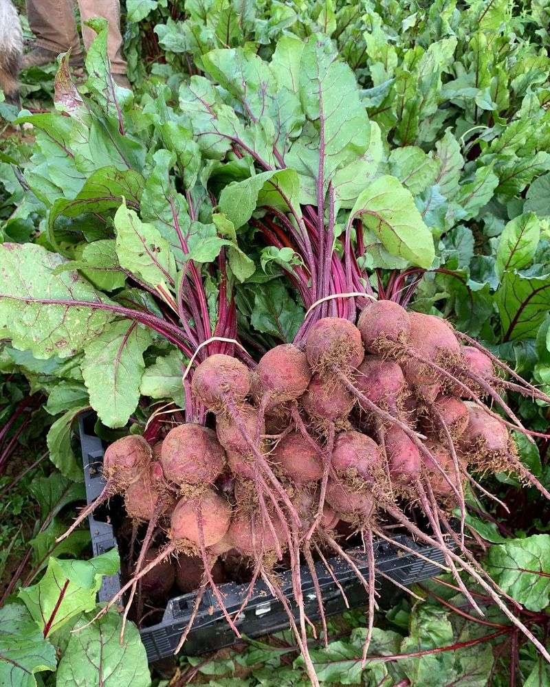 Beets