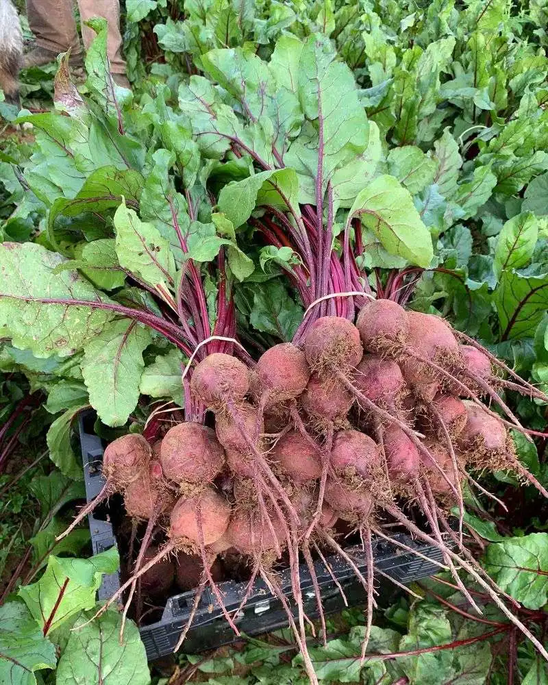 Beets