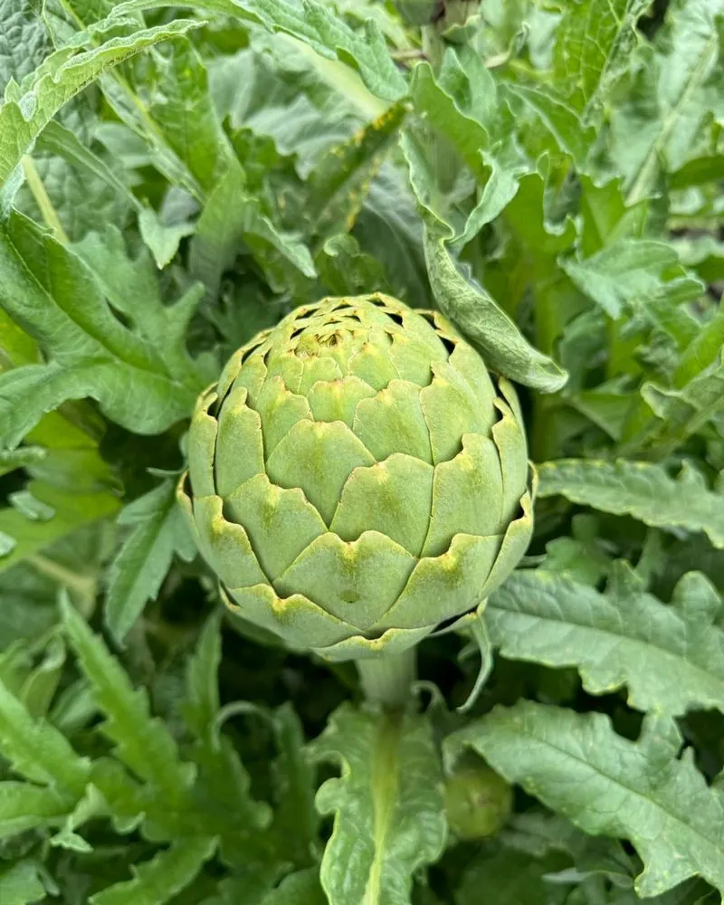 Artichokes