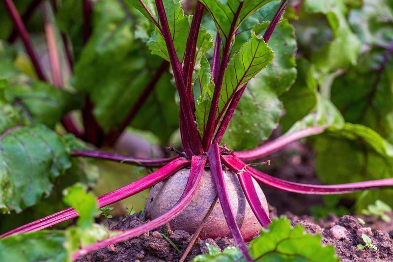 Beets and Onions