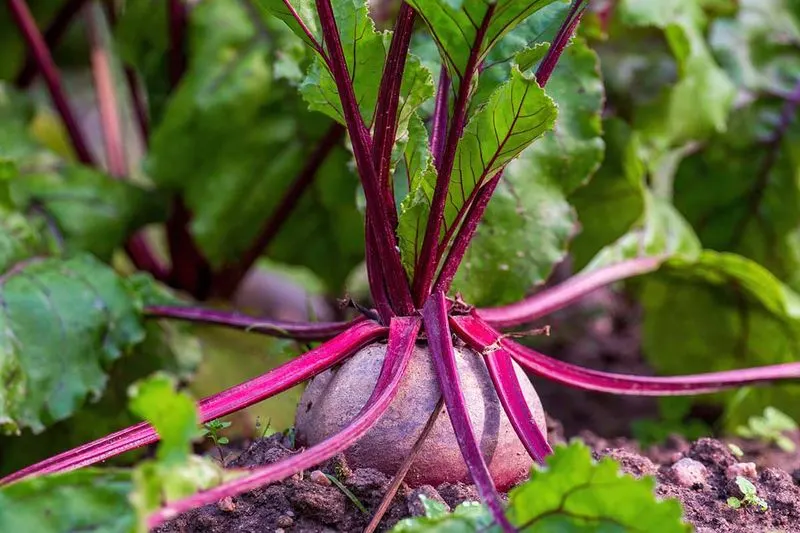 Beets and Onions