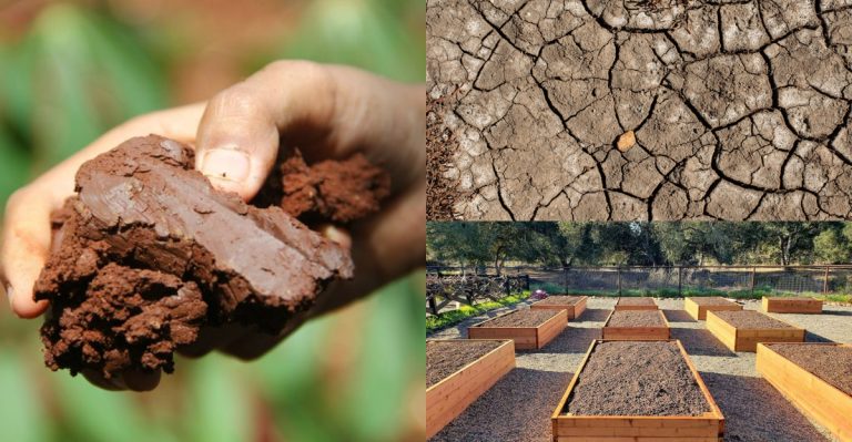 Before You Plant Anything in April, Check These 13 Soil Red Flags