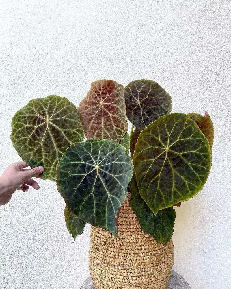 Begonia