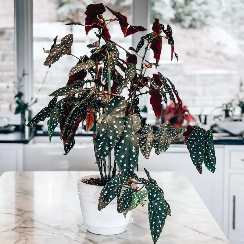 Begonia