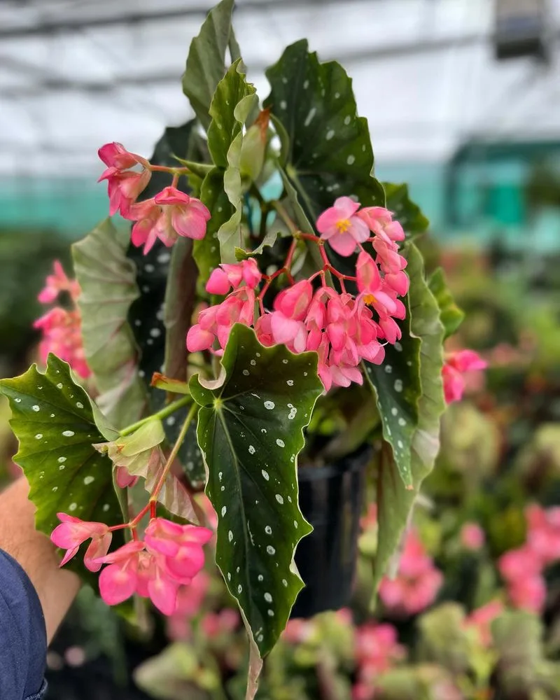 Begonia