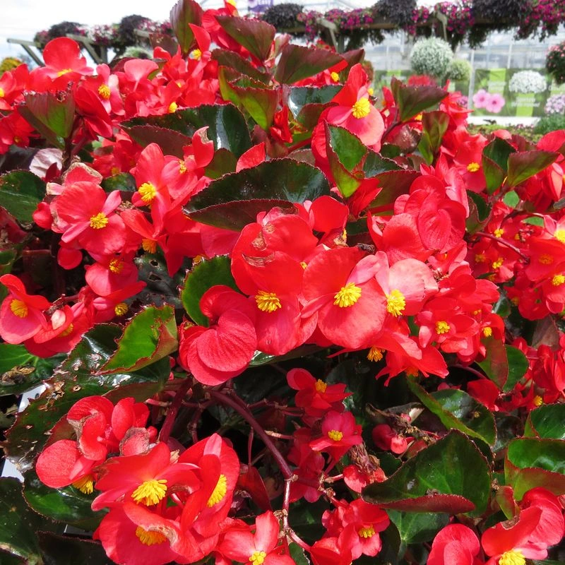Begonias
