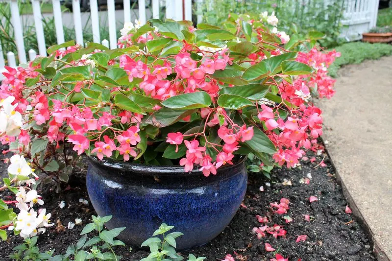 Begonias and Sweet Potato Vine