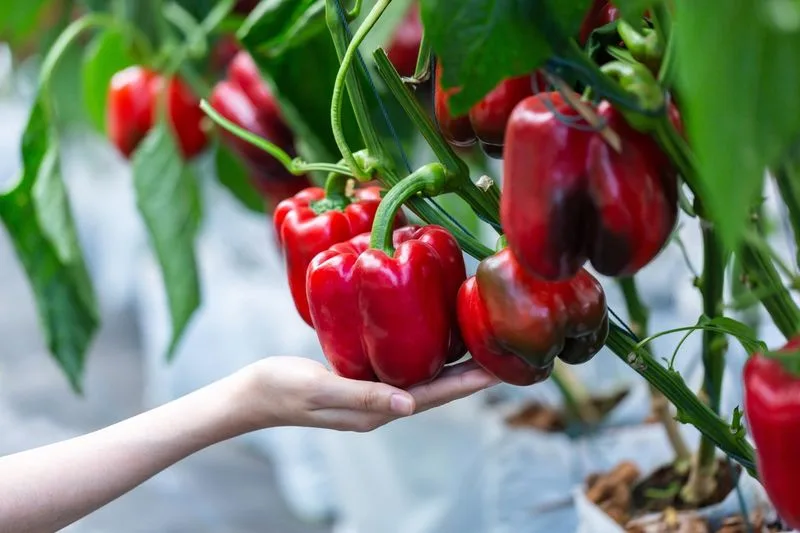 Bell Peppers
