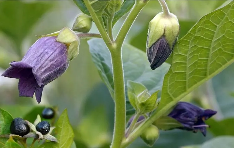 Belladonna (Atropa belladonna)