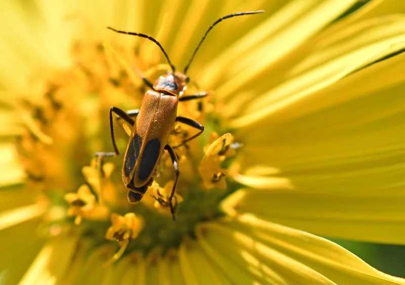 Beneficial Insect Attraction