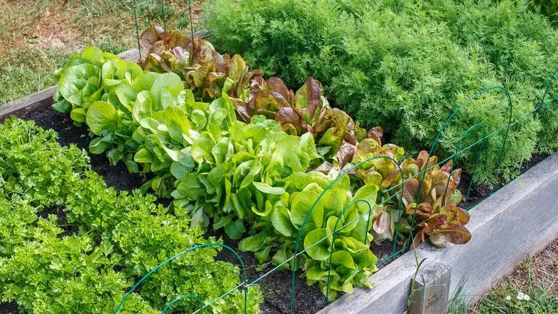 New Growth on Plants