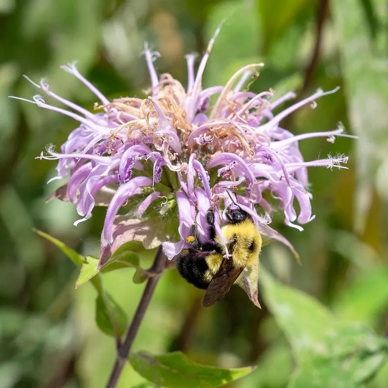 Bergamot (Bee Balm)
