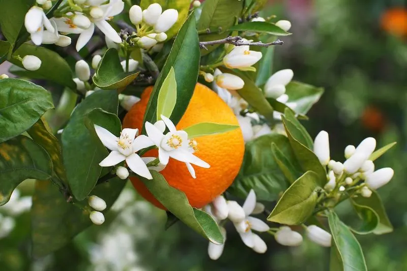 Neroli