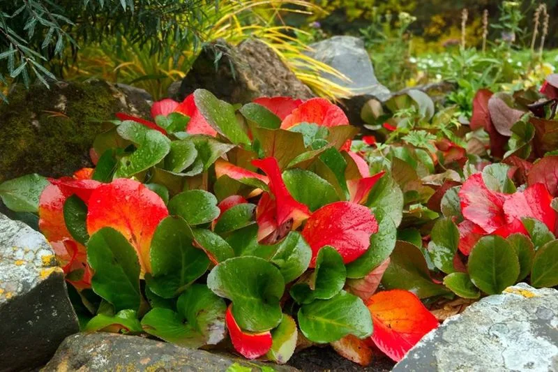 Bergenia