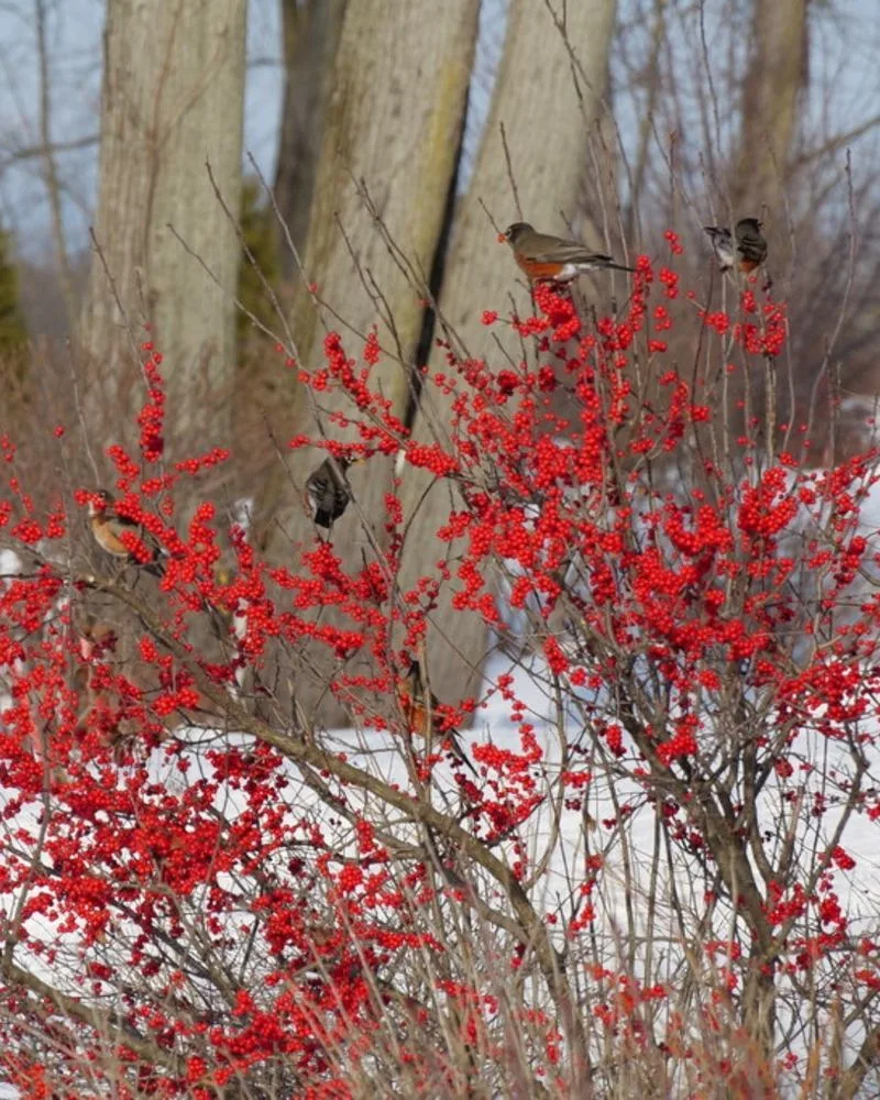 Berry-Producing Shrubs