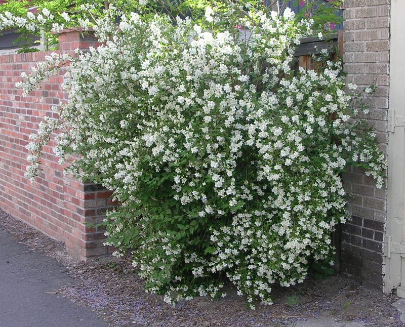 Cheyenne Mock Orange
