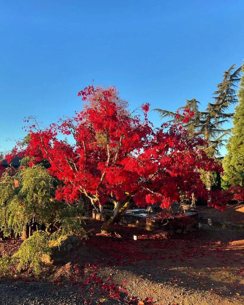 Japanese Maple