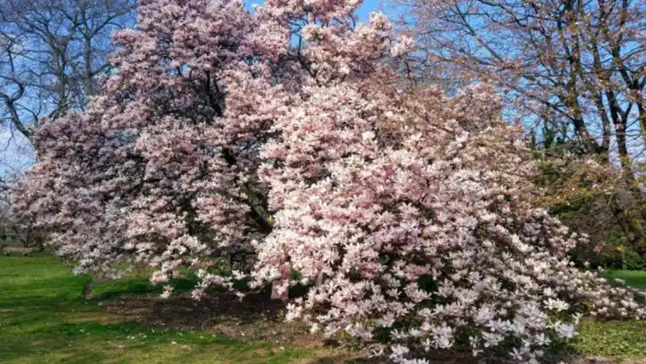 Bigger Isn’t Always Better: 16 Small Trees That Steal the Show