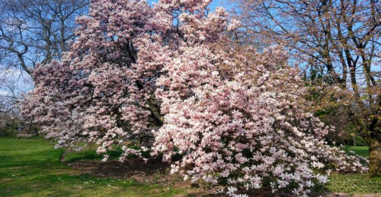 Bigger Isn’t Always Better: 16 Small Trees That Steal the Show