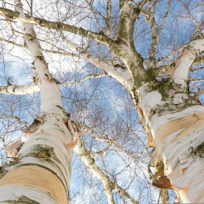 Birch Tree