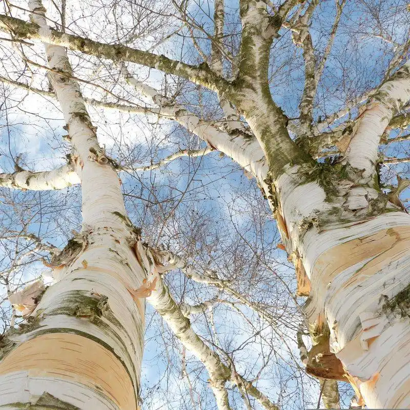 Birch Tree
