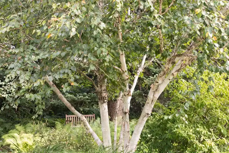 Birch Tree