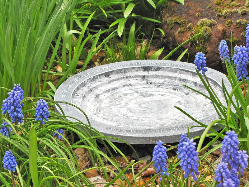 Bird Bath Oasis