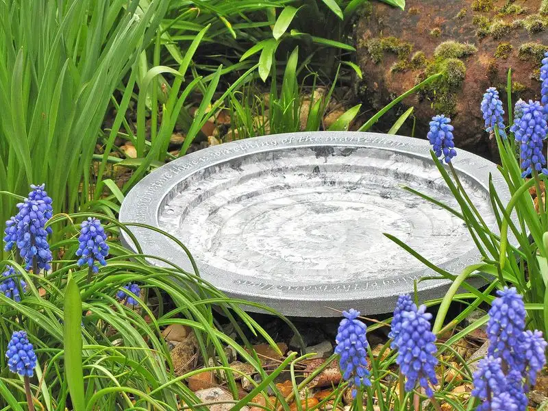 Bird Bath Oasis