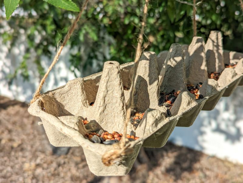 Bird Feeder