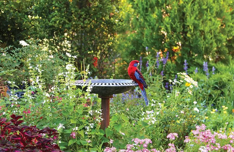 Bird-Friendly Garden